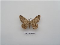 藏品(尺蛾150)的圖片